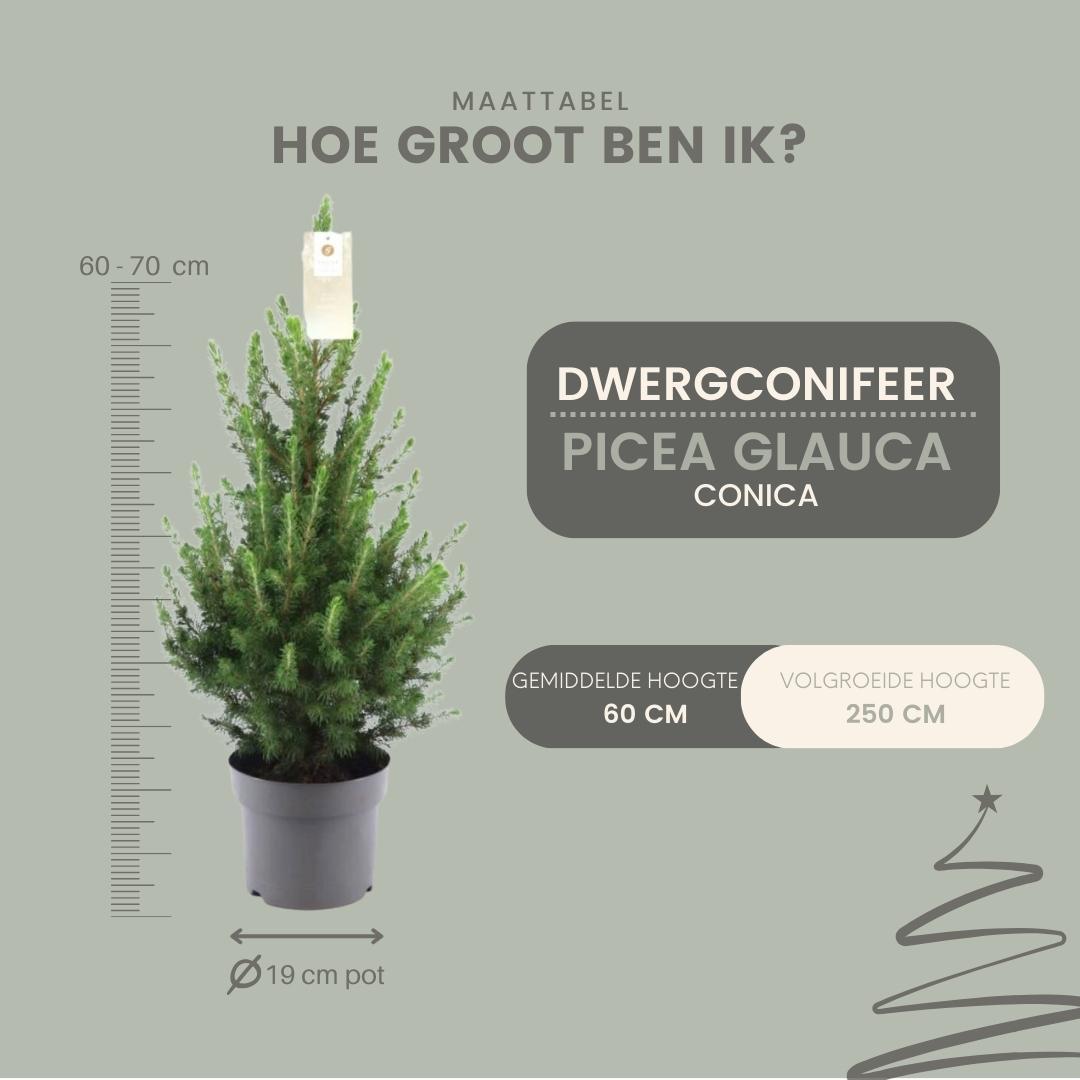 Kleine Weihnachtsbaum - Picea gl. Conica &
