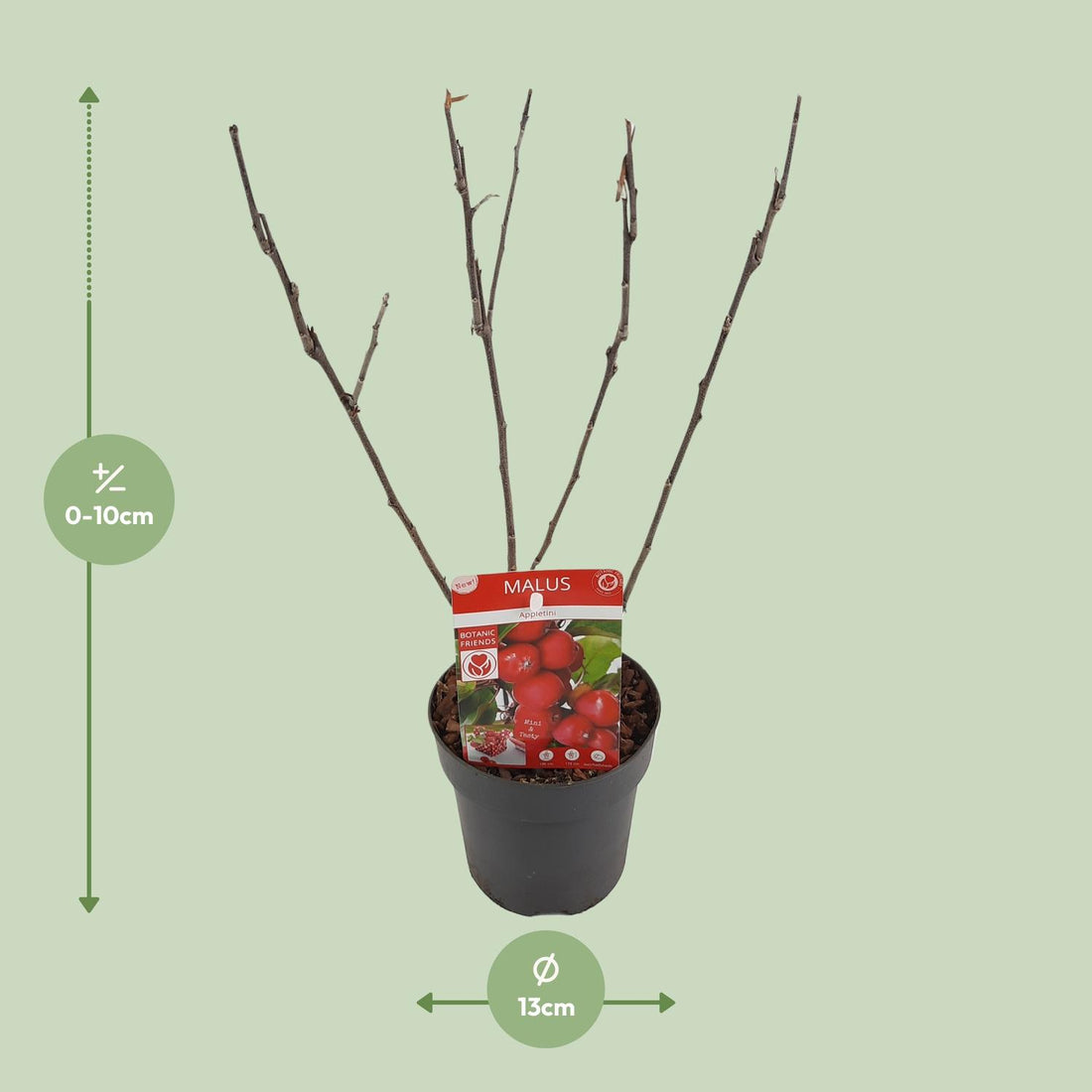 Zwergapfelbaum - Malus &