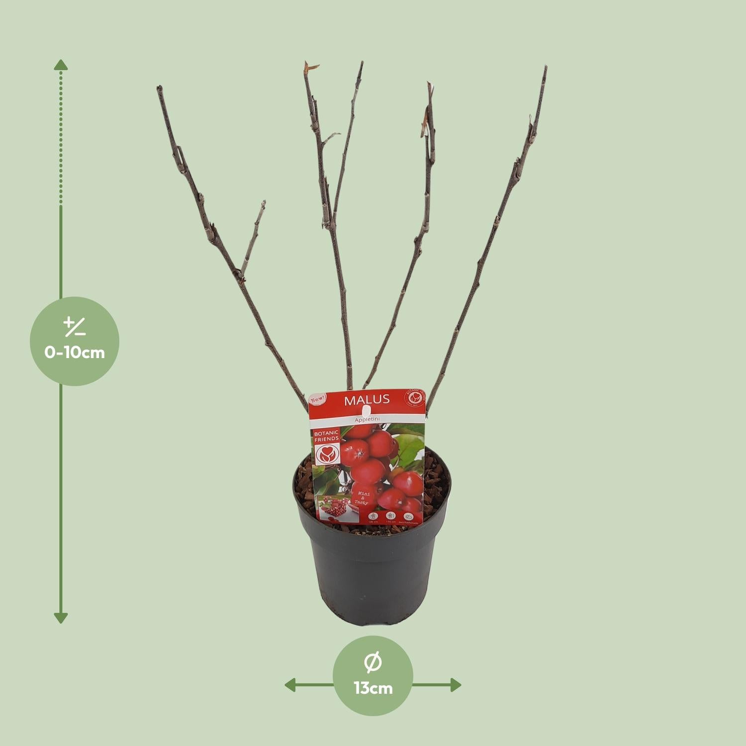 Zwergapfelbaum - Malus &