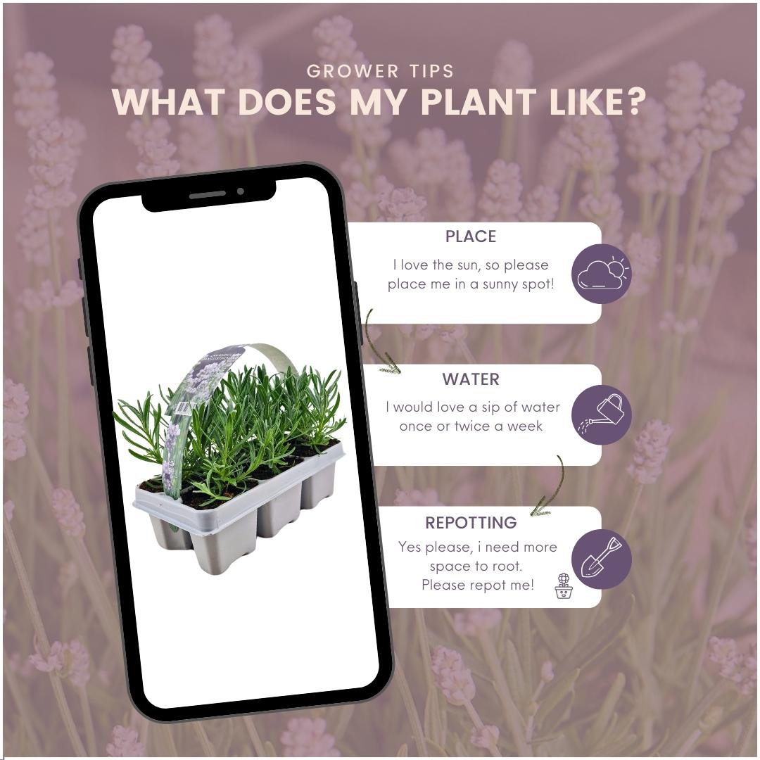 Lavendel weiß - 72er Set - Ø7 cm - ↕15 cm