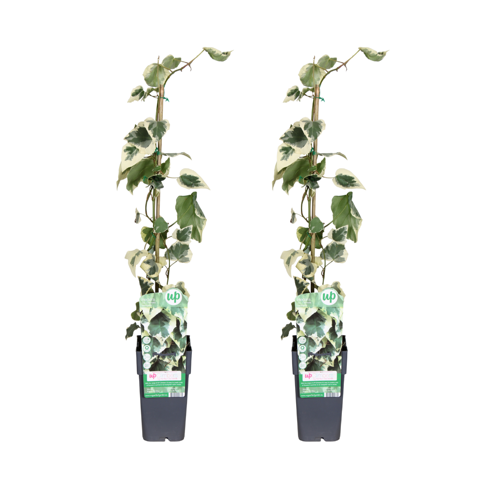 Hedera colchica &