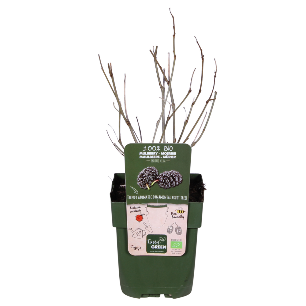 Schwarze Maulbeere - Morus nigra Mulle - Ø13cm - ↕45cm