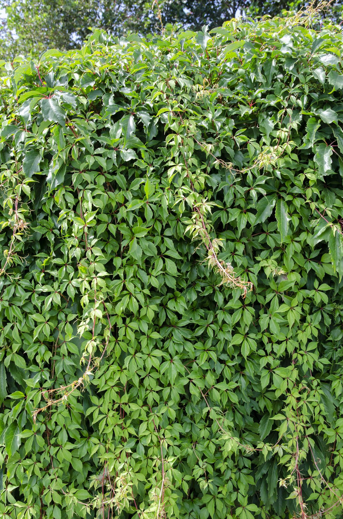 Wilder Wein - Parthenocissus q. var. &
