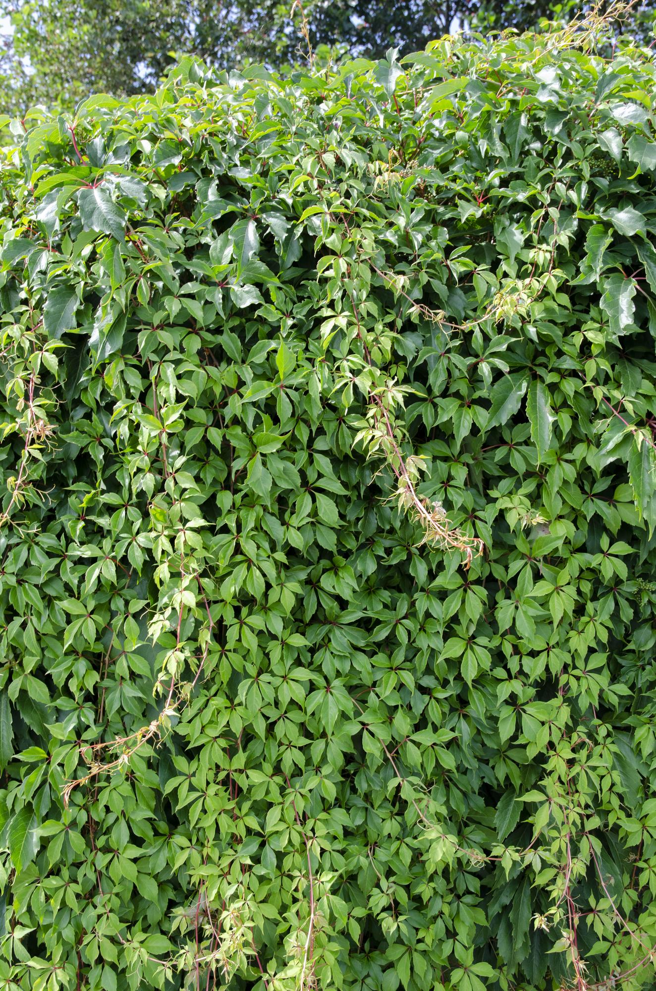 Wilder Wein - Parthenocissus q. var. &