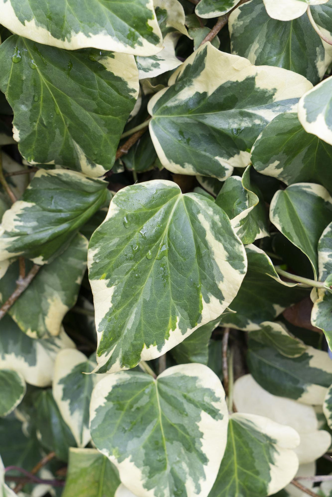 Hedera colchica &