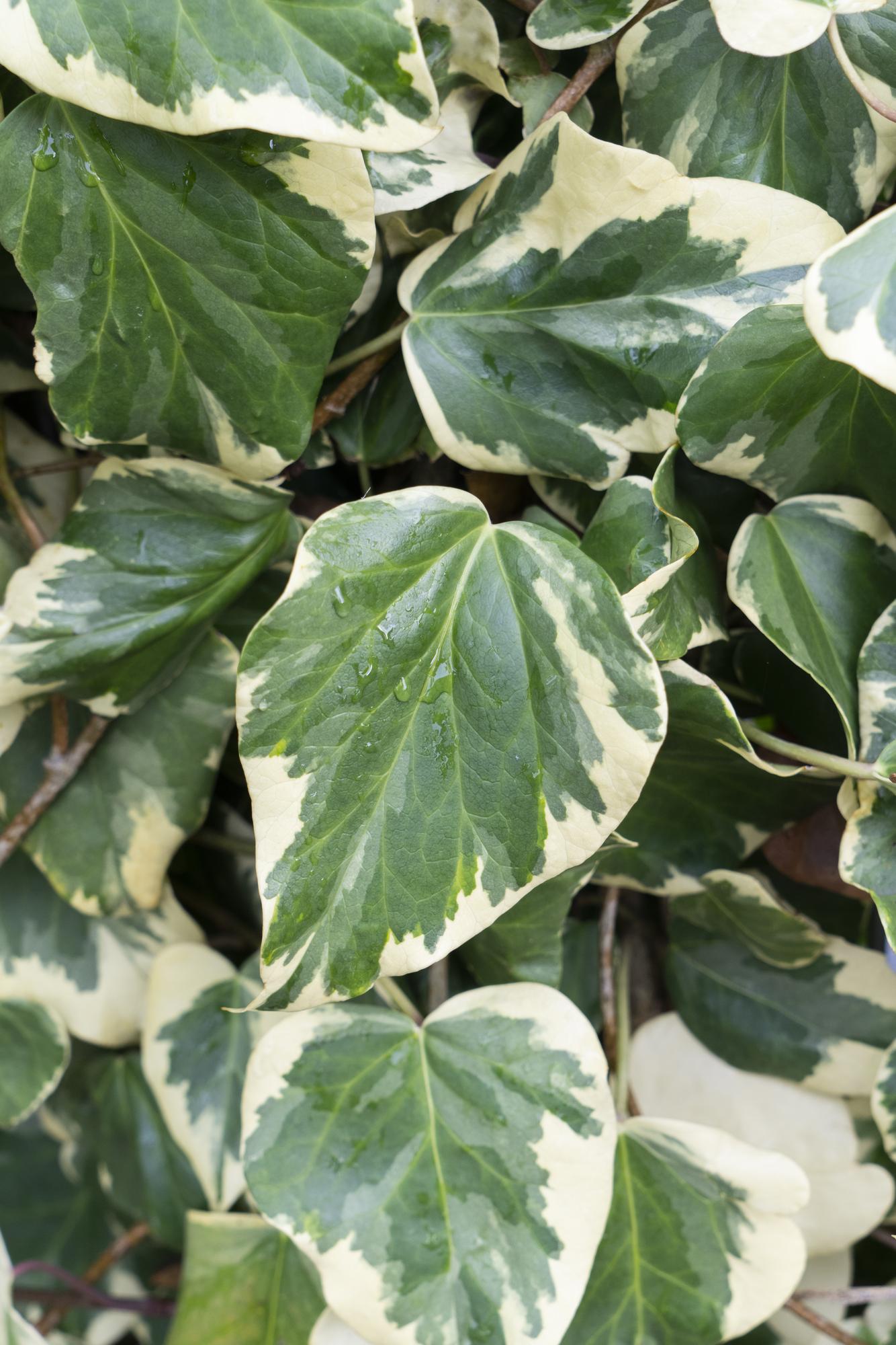 Hedera colchica &