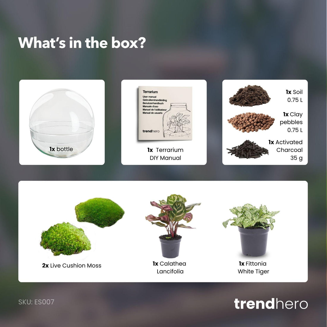 Flaschengarten - Dome - ↕ 20 cm