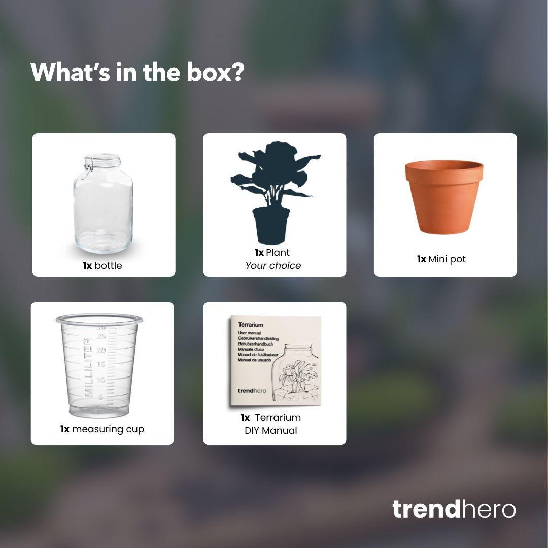 Easyplant - Calathea makoyana