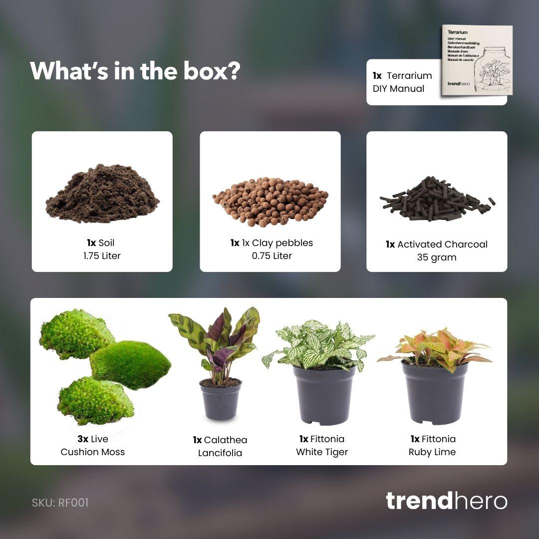 Planten terrarium navulling &amp; startpakket - Calathea Lancifolia