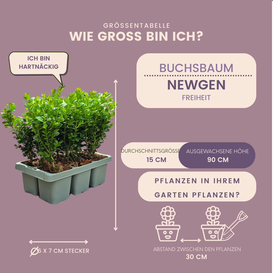 Buchsbaum – 48er Set - Ø7 cm - ↕15 cm