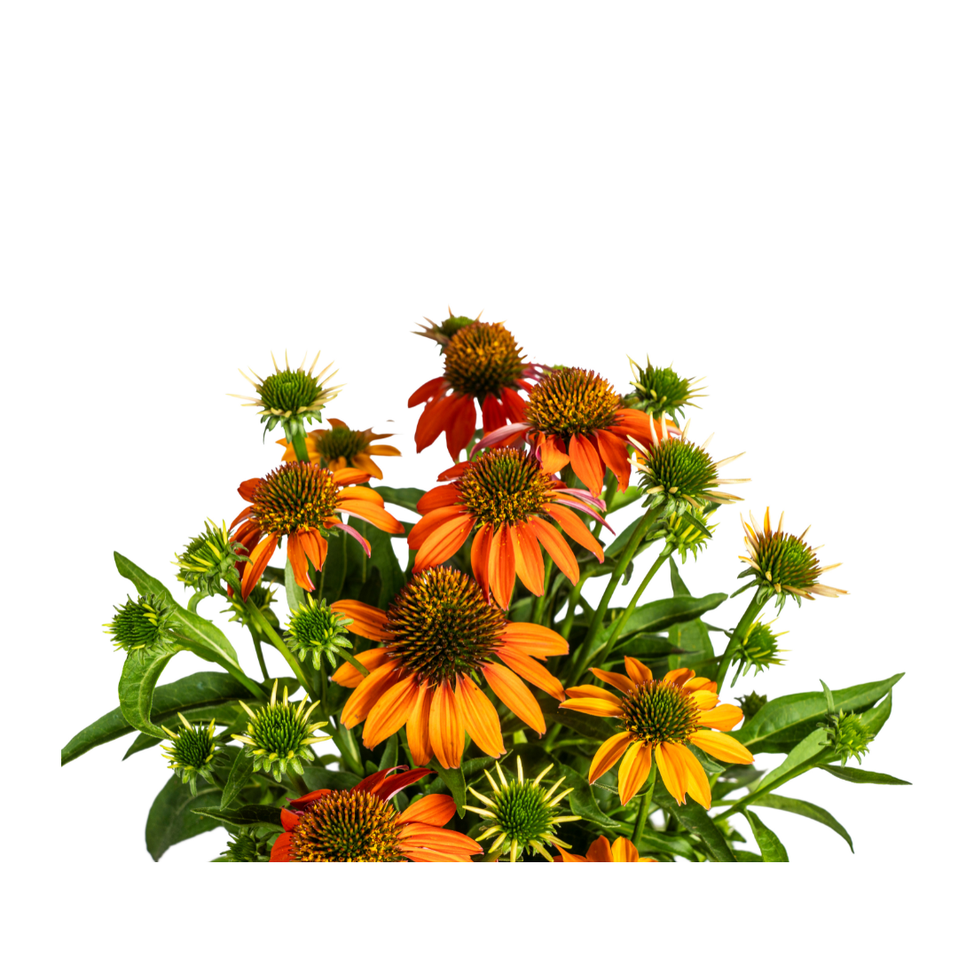 Sonnenhut - Echinacea purpurea Orange Ø19cm - ↕60 - 70cm
