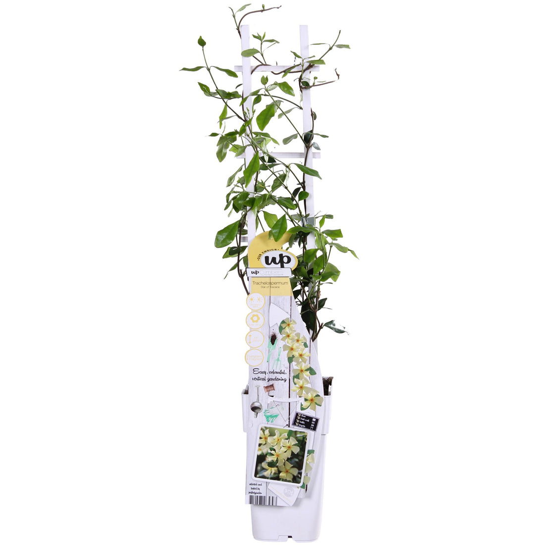 Toskanischer Jasmin Gelb - Trachelospermum &