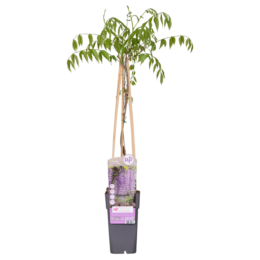 Blauregen - Wisteria floribunda &