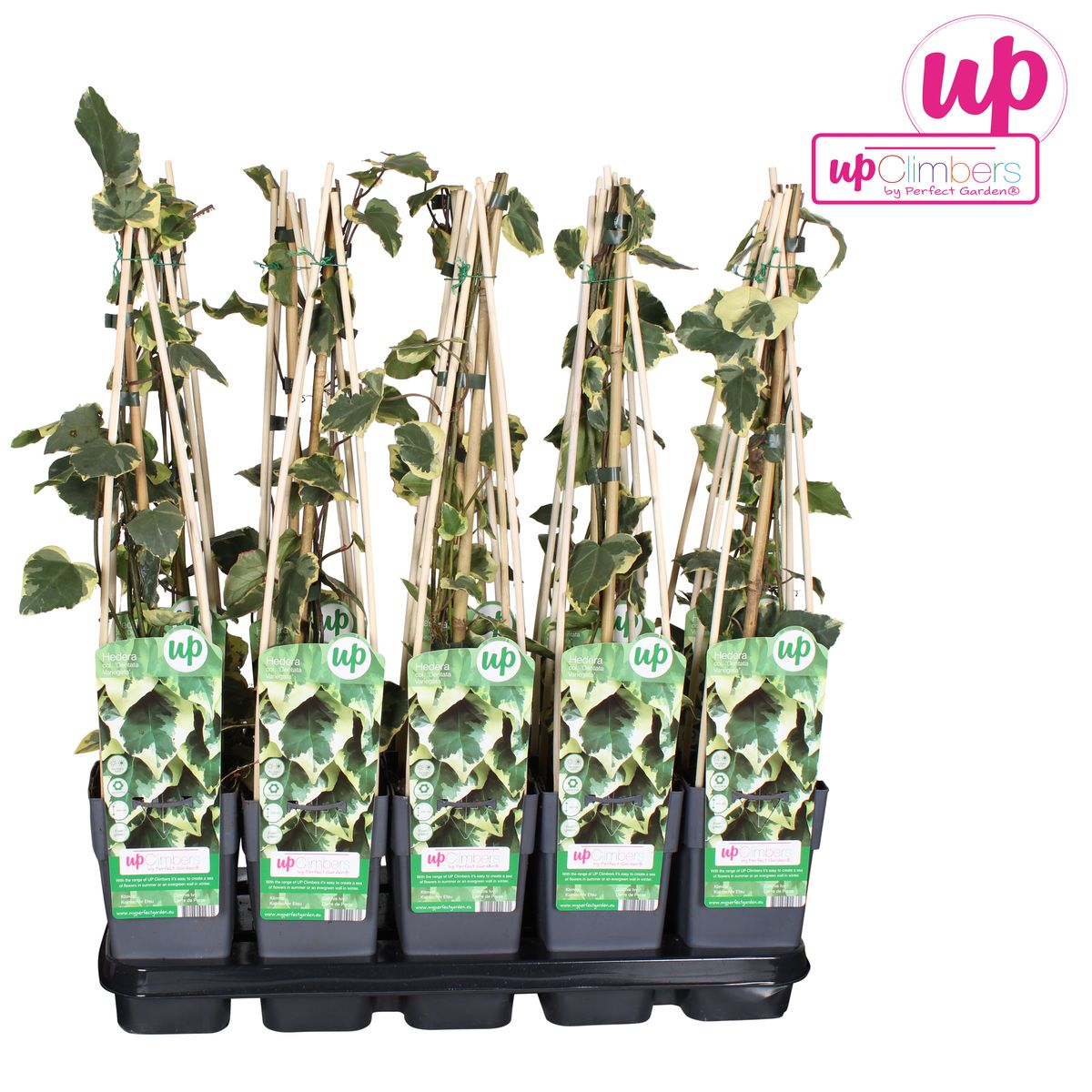 Hedera colchica &