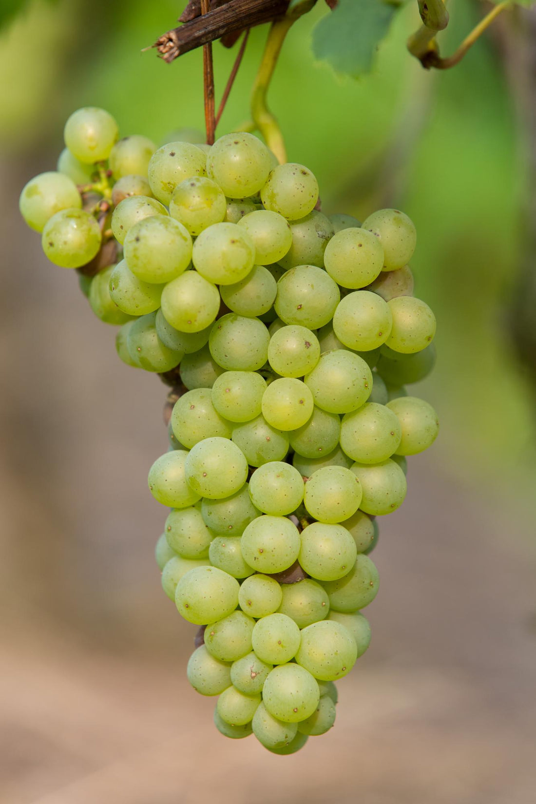 Weinrebe - Vitis vinifera &