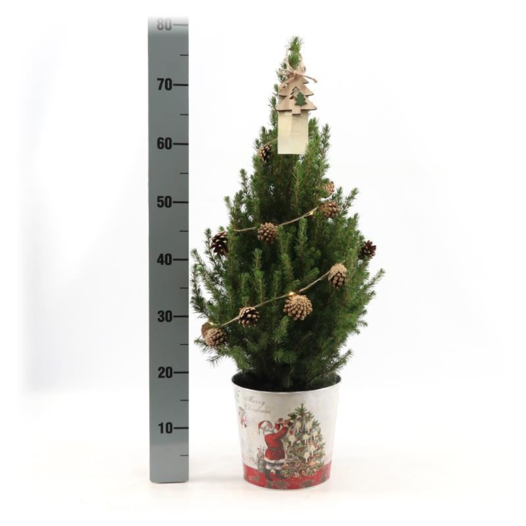 Kleiner Weihnachtsbaum in Weihnachtstopf - 70 cm - Picae Glauca Conica - Beleuchtung mit Batterien
