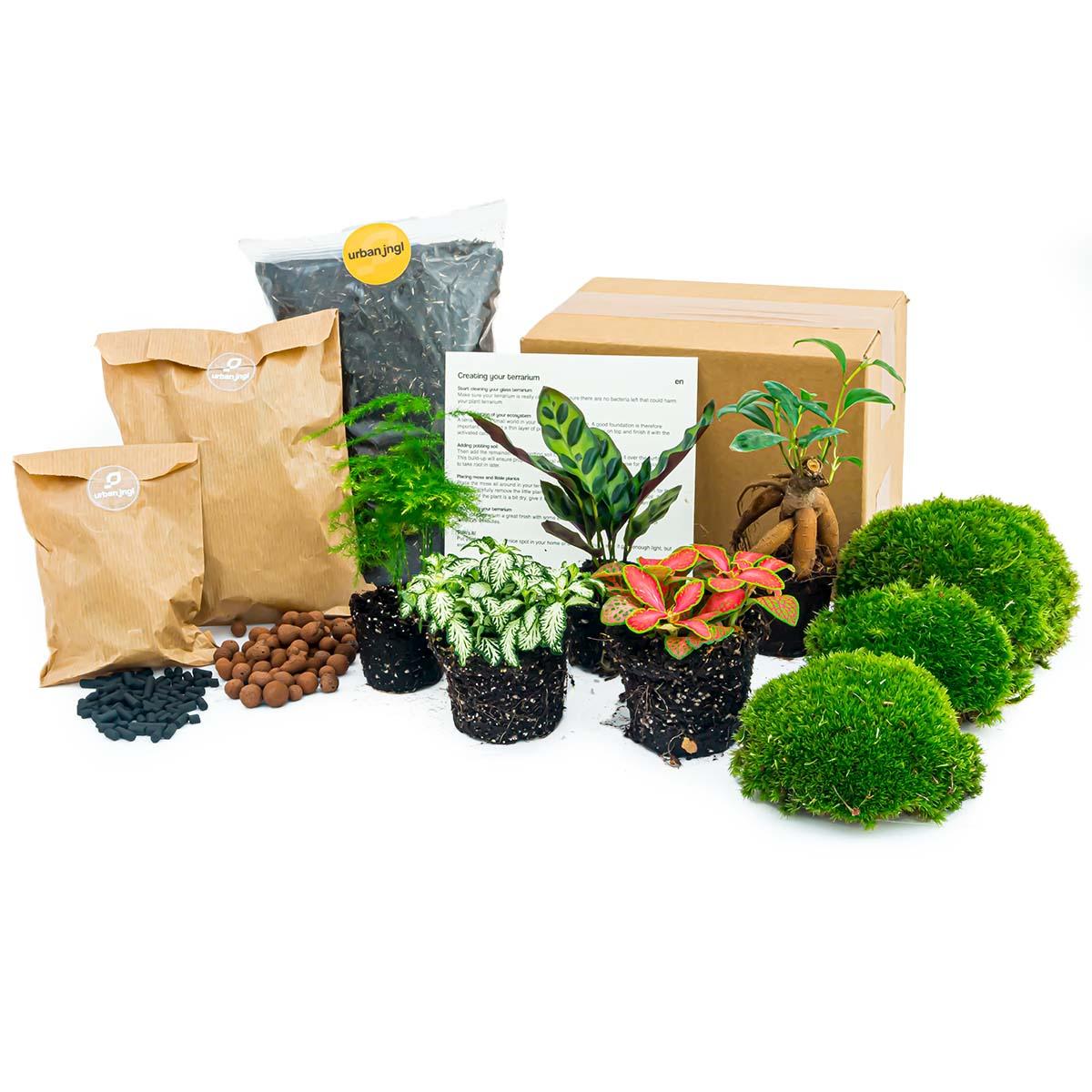 Planten terrarium navulling &amp; Startpakket - 5 planten