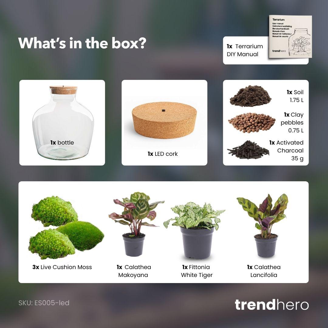 Flaschengarten -  Fat Joe - ↕ 30 cm - ohne Werkzeug