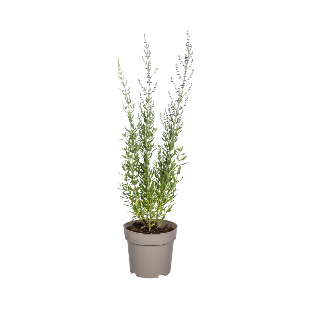 Blauraute - Perovskia atriplicifolia - Ø19cm - ↕50 - 60cm