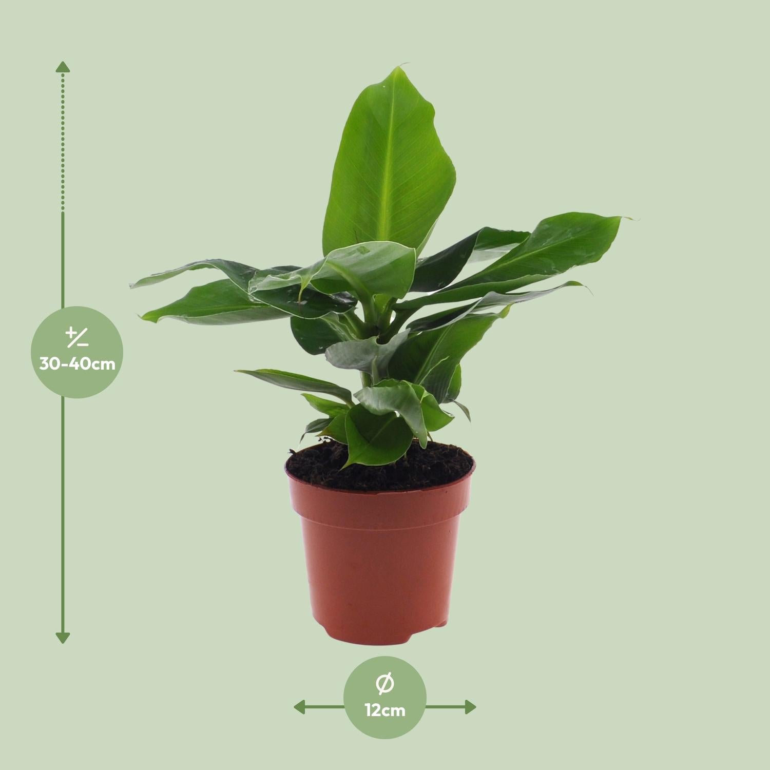 Musa Oriental Dwar - Ø12cm - ↕25cm