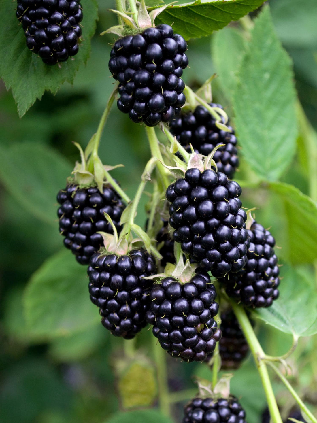 Dornenlose Brombeere - Rubus fruticosus &