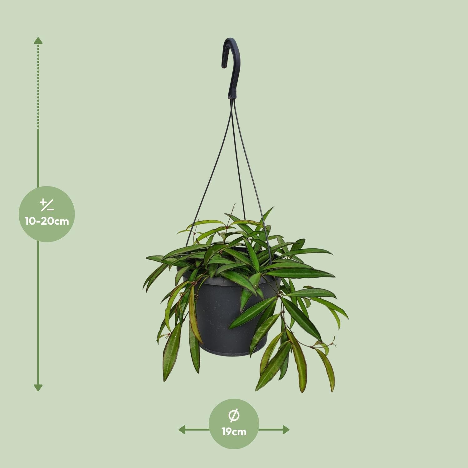 Hoya Bella - Ø19cm - ↕20cm