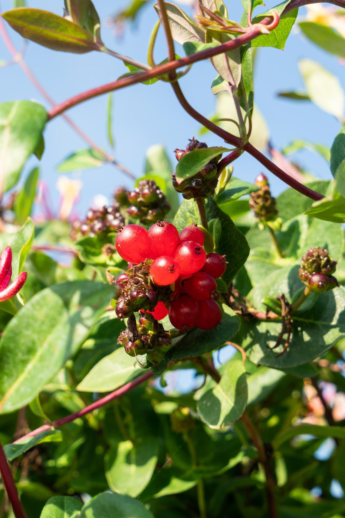 Waldgeißblatt - 3er Set - Lonicera periclymenum &