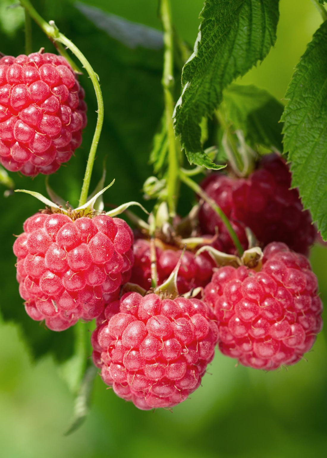 Himbeere - Rubus idaeus &