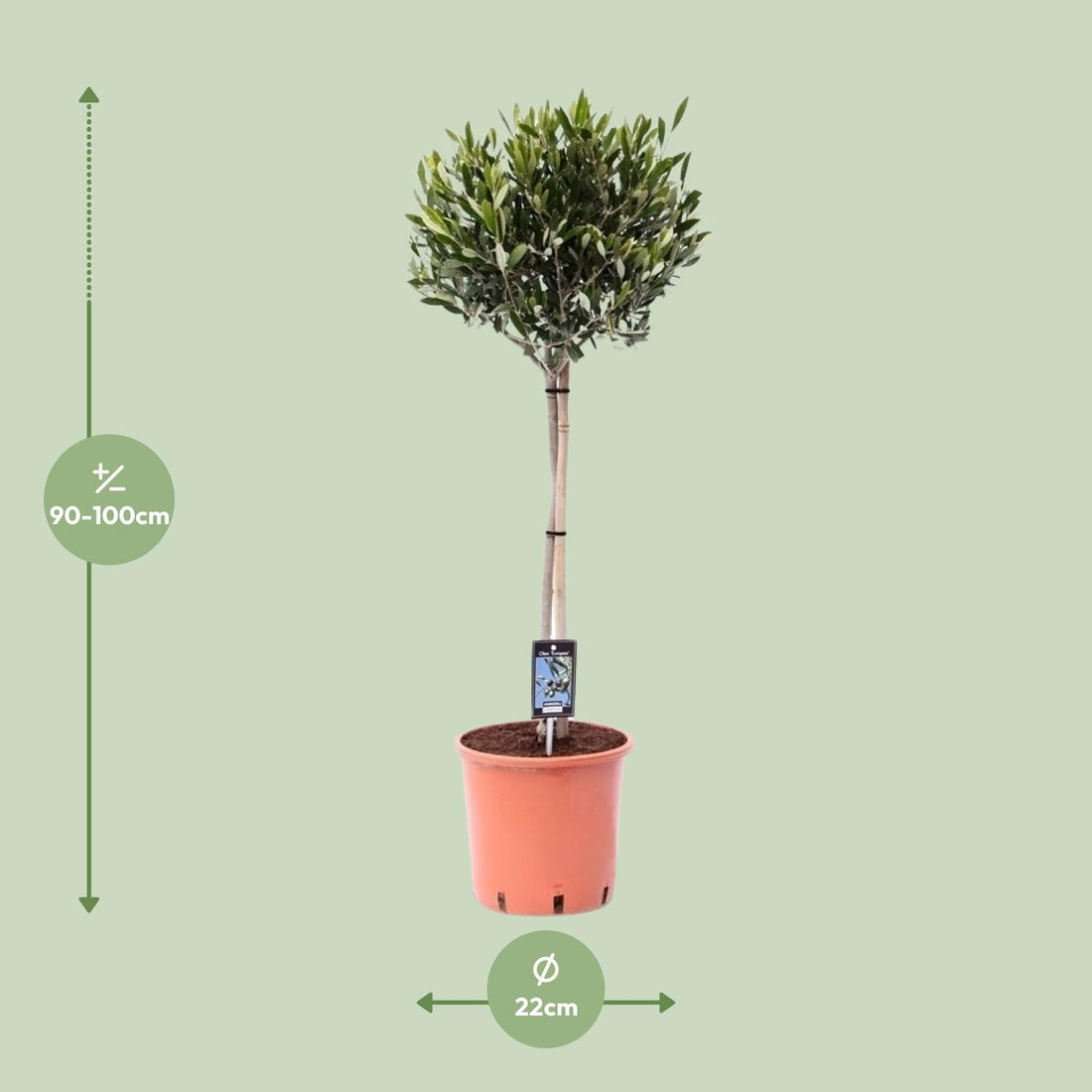Olivenbaum - Ø22cm - ↕100cm