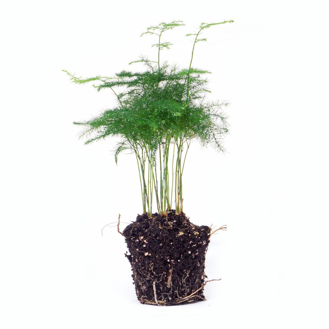 Asparagus Setaceuse Plumosus – Sierasperge - Terrarium plant - Potmaat 6