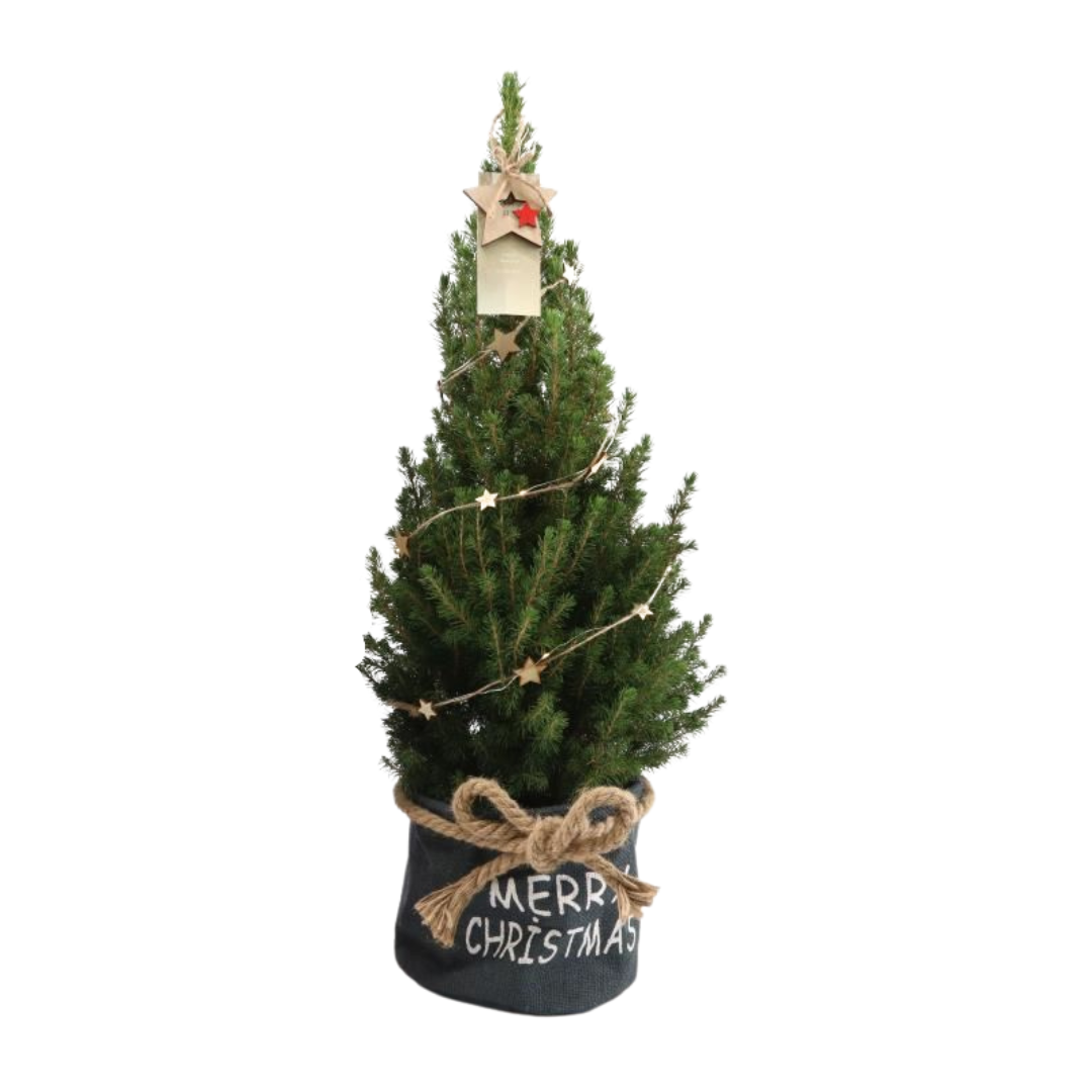 Kleiner Weihnachtsbaum in Weihnachtstopf blau - 70 cm - Picea Glauca Conica - Sternenbeleuchtung mit Batterien