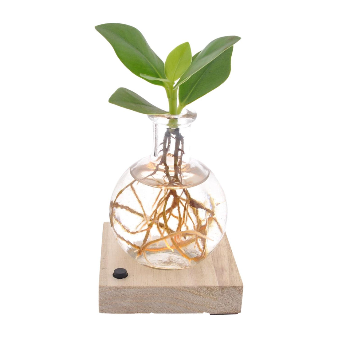 Clusia In Samoa Glas + LED - Ø5cm - ↕10cm