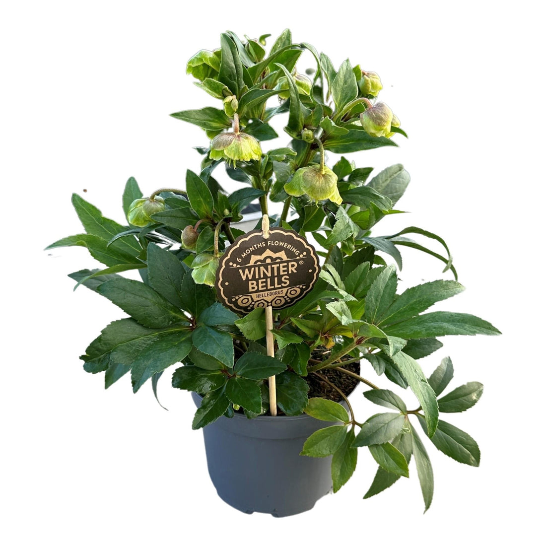 Nieswurz - Helleborus Winterbells - Ø17cm - ↕45cm