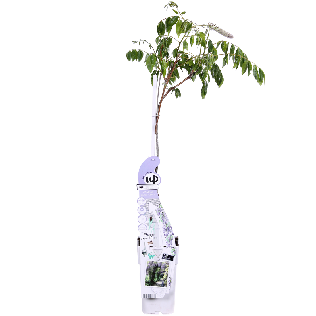 Purpurner Regen - Wisteria sinensis Caroline - Ø15cm - ↕65cm