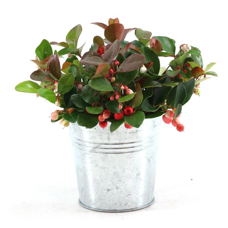 Gaultheria Pr. &