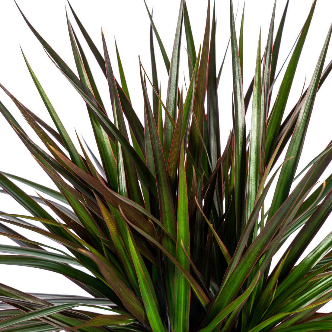 Drachenbaum mit Korb - Dracaena Marginata Magenta - Ø24cm - ↕130 - 150cm