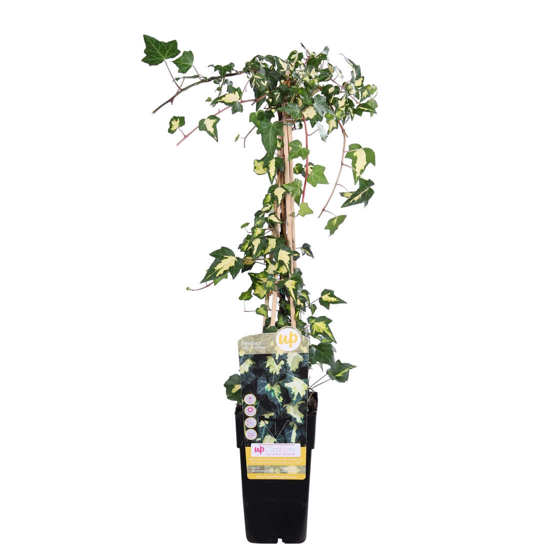 Hedera colchica &