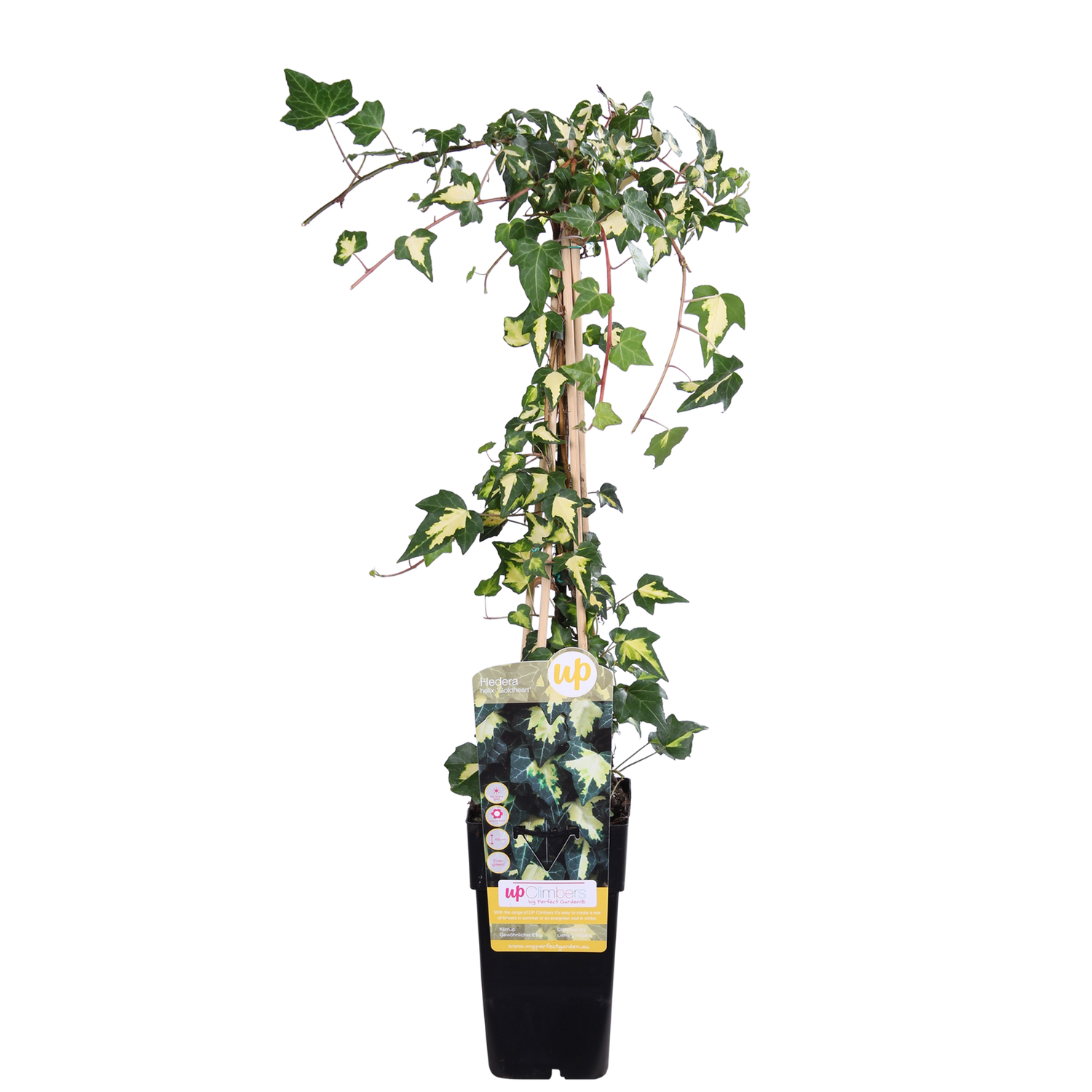 Hedera colchica &