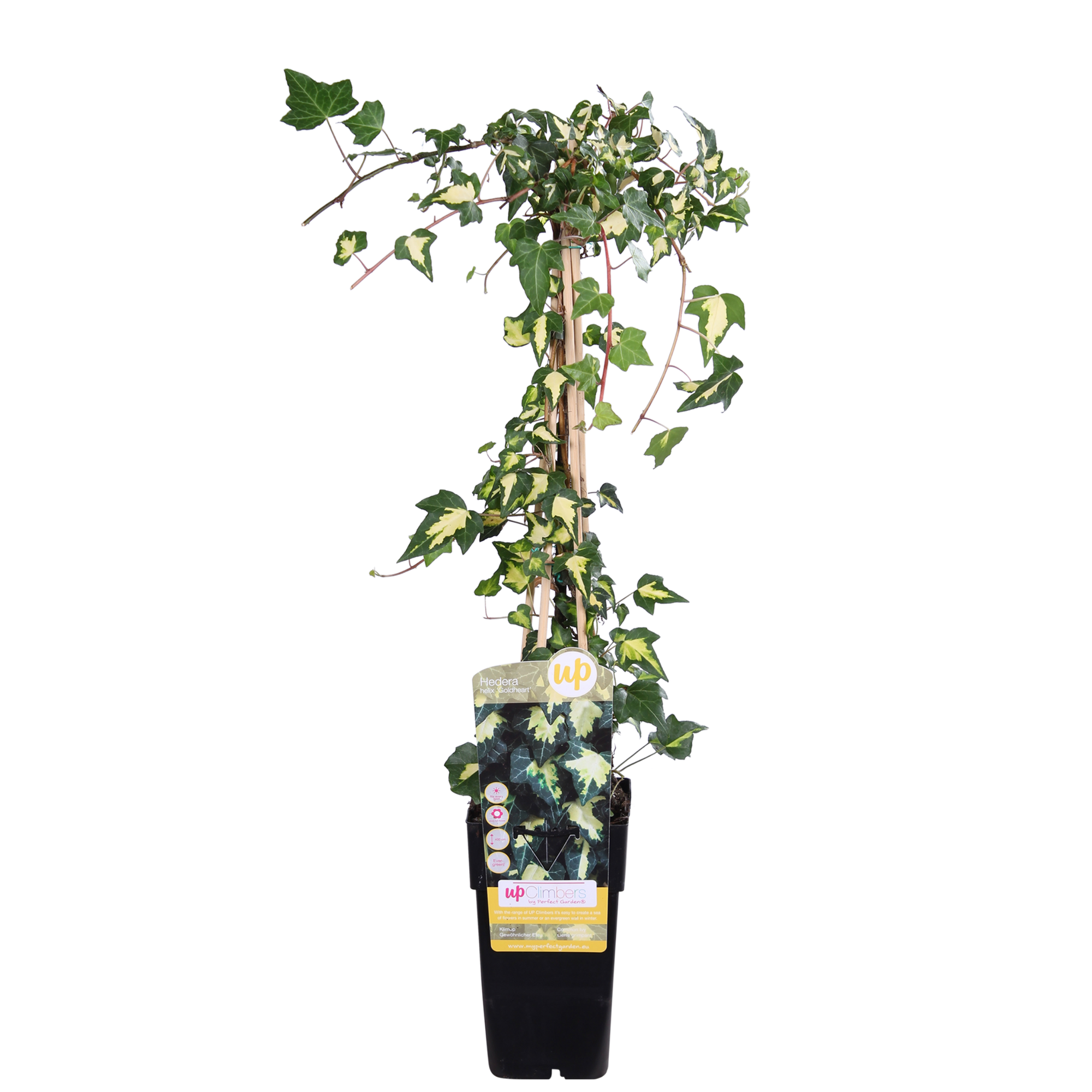 Hedera colchica &