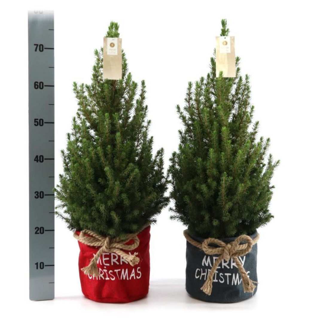 Kleiner Weihnachtsbaum in Weihnachtstopf rot - 70 cm - Picea Glauca Conica