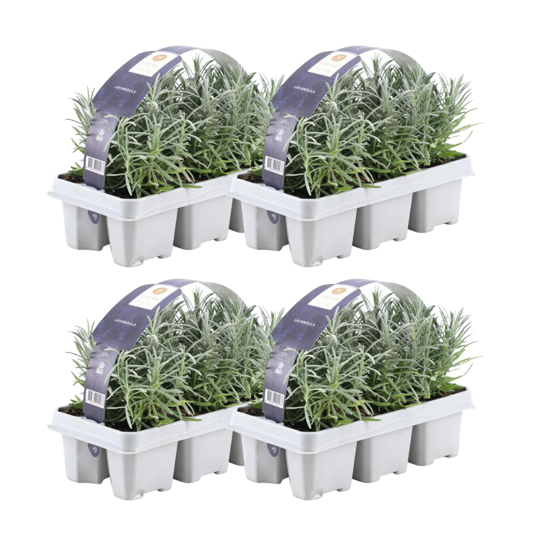 Lavendel angustifolia - 24er Set - Ø7 cm - ↕15 cm