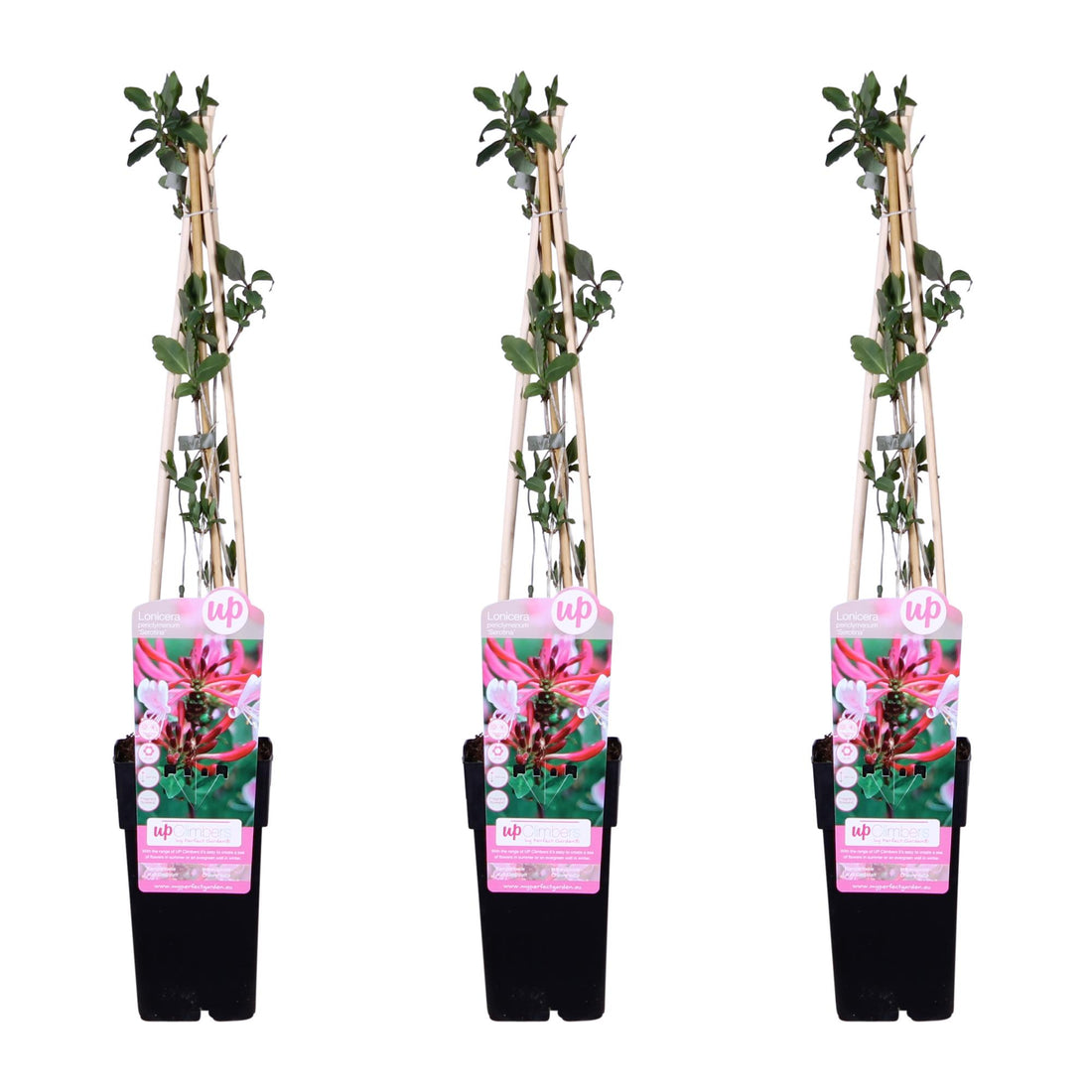 Waldgeißblatt - 3er Set - Lonicera periclymenum &