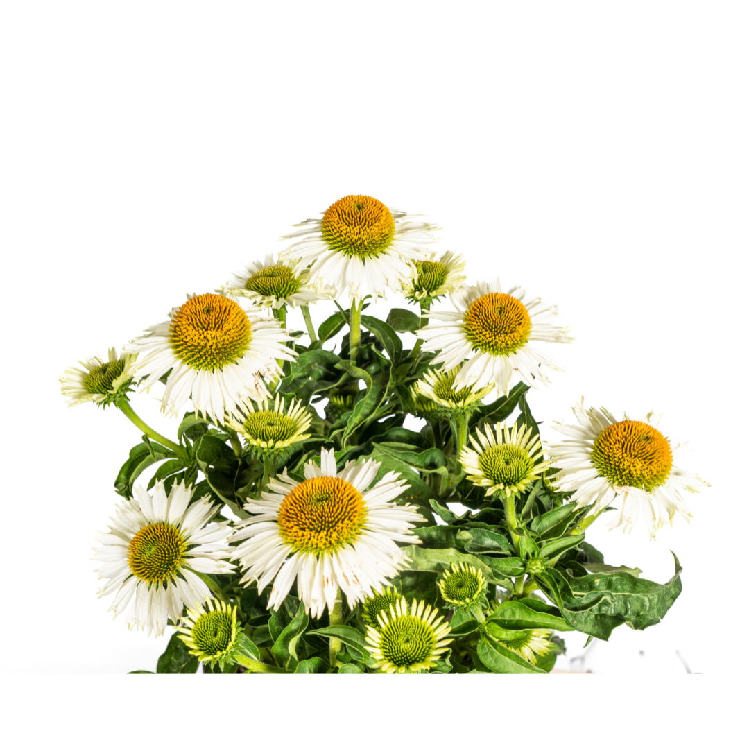 Sonnenhut - Echinacea purpurea White Ø19cm - ↕60 - 70cm