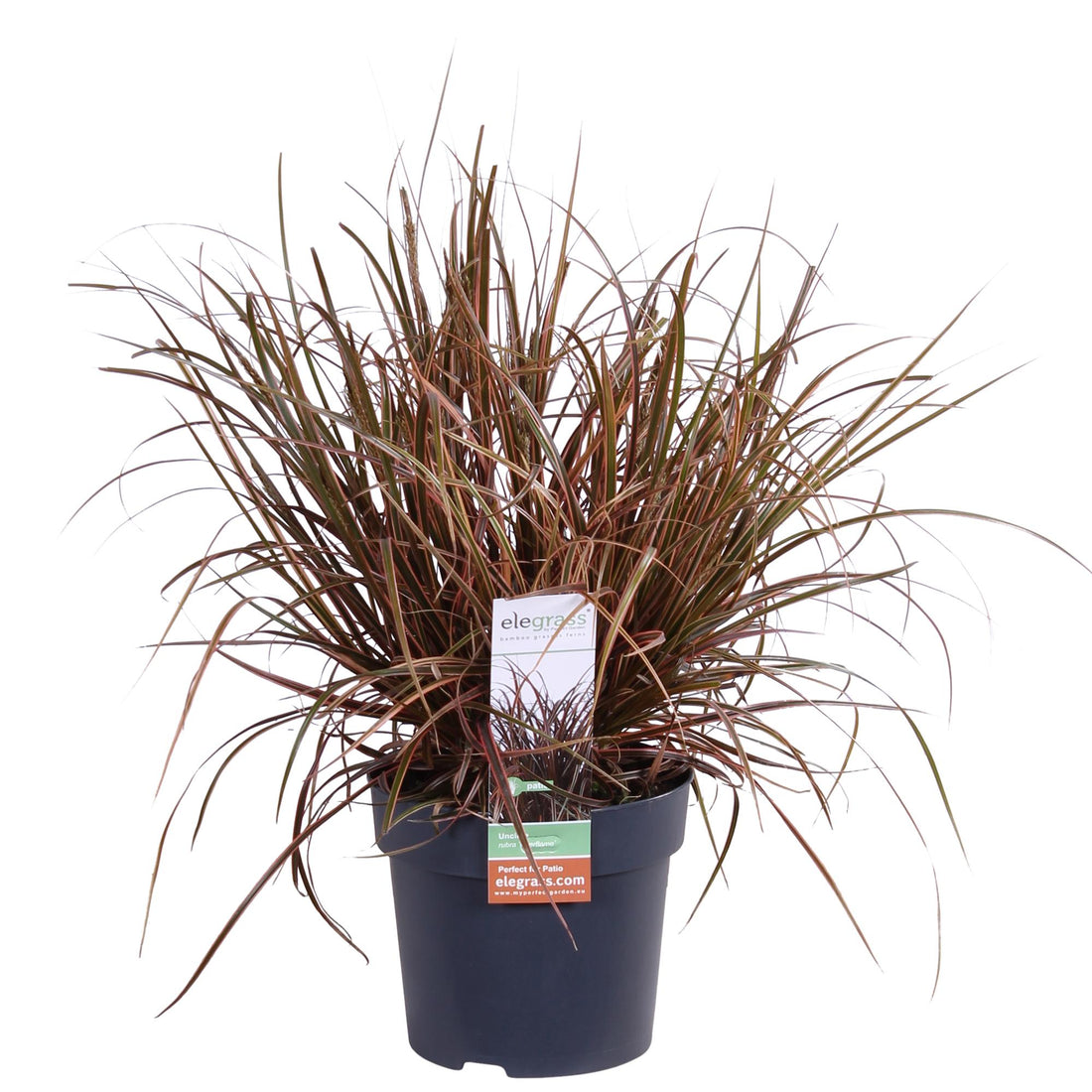 Mahagonigras - Uncinia rubra Everflame - Ø19cm - ↕40cm - Ø14 - ↨30cm