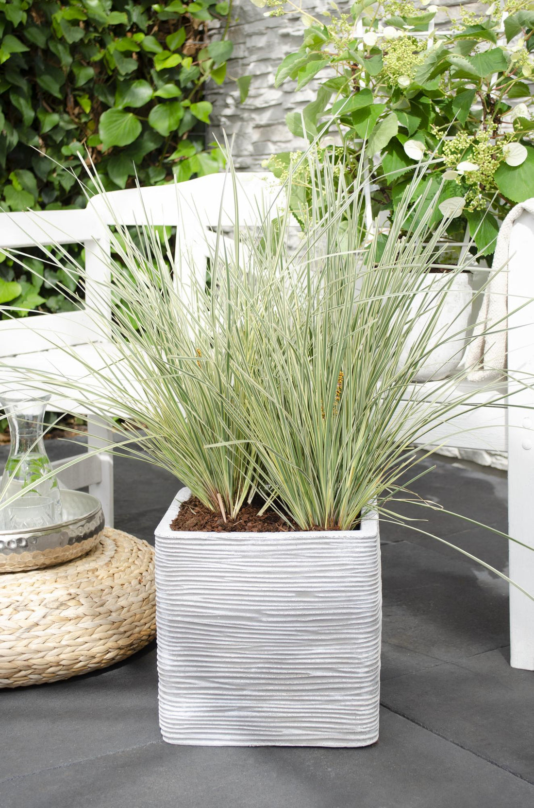 Korbgras - Lomandra longifolia &