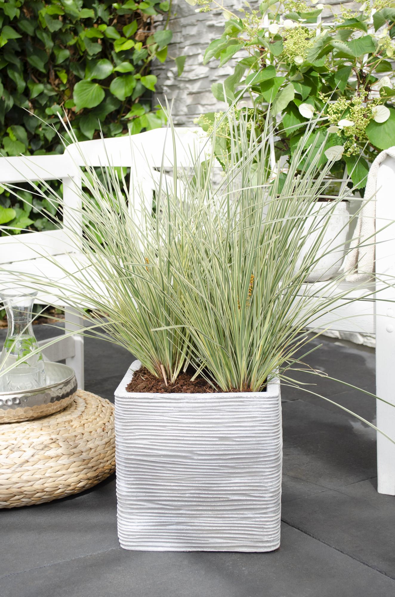 Korbgras - Lomandra longifolia &
