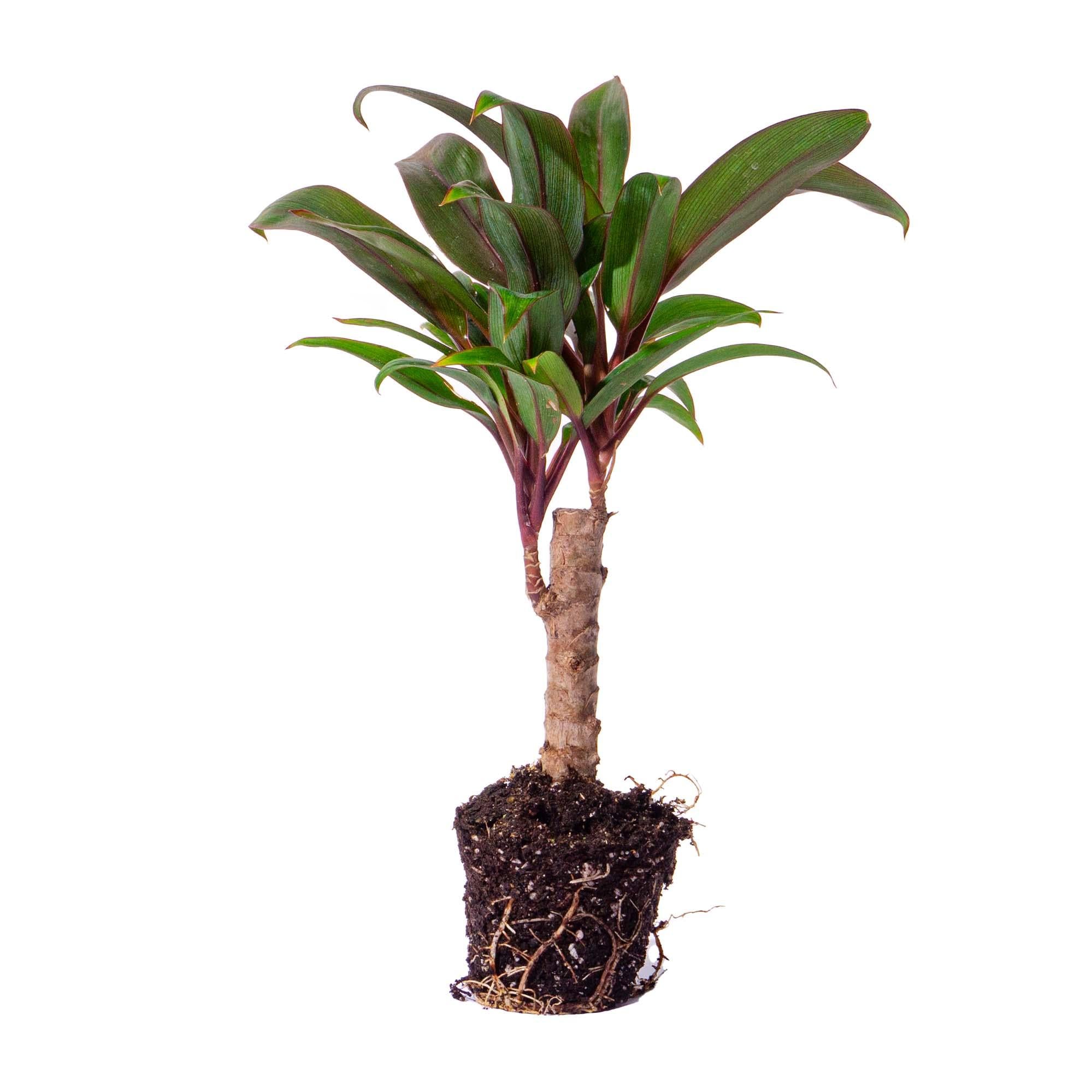 Mini-palm - Cordyline fruticosa &