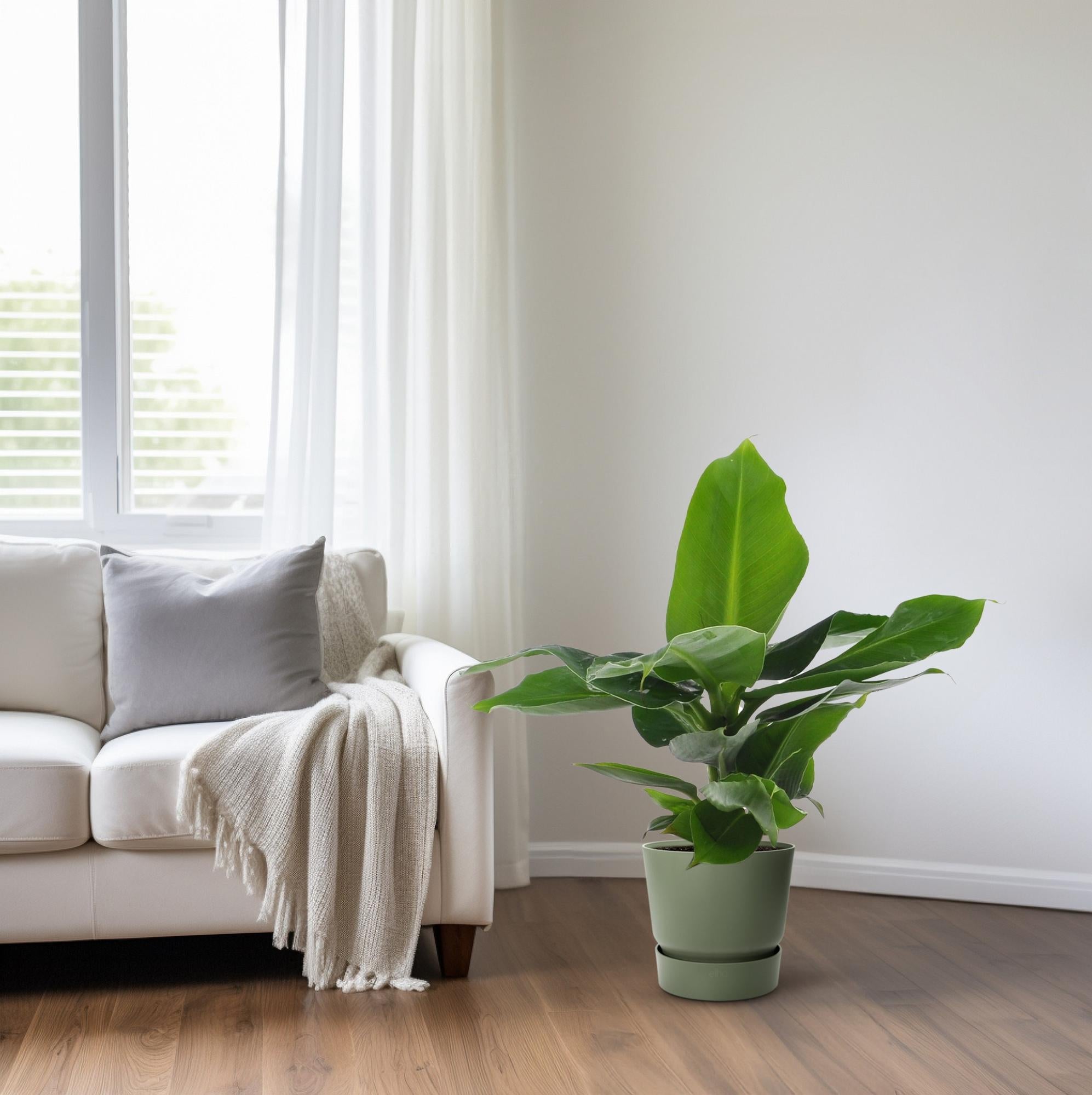 Musa Oriental Dwar - Ø12cm - ↕25cm