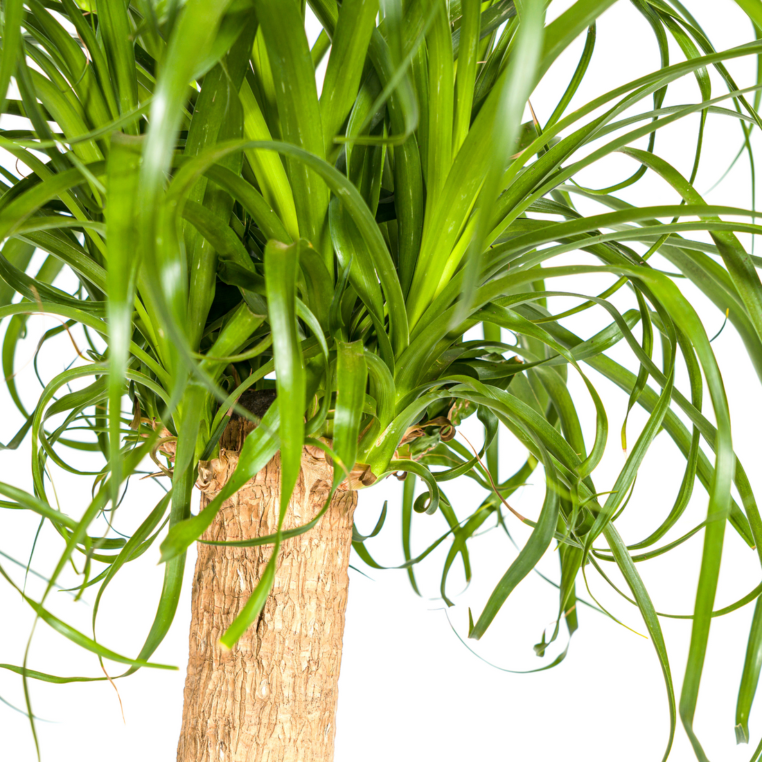 Elefantenfuß XL mit Korb - Beaucarnea Recurvata - Ø24cm - ↕80 - 100cm