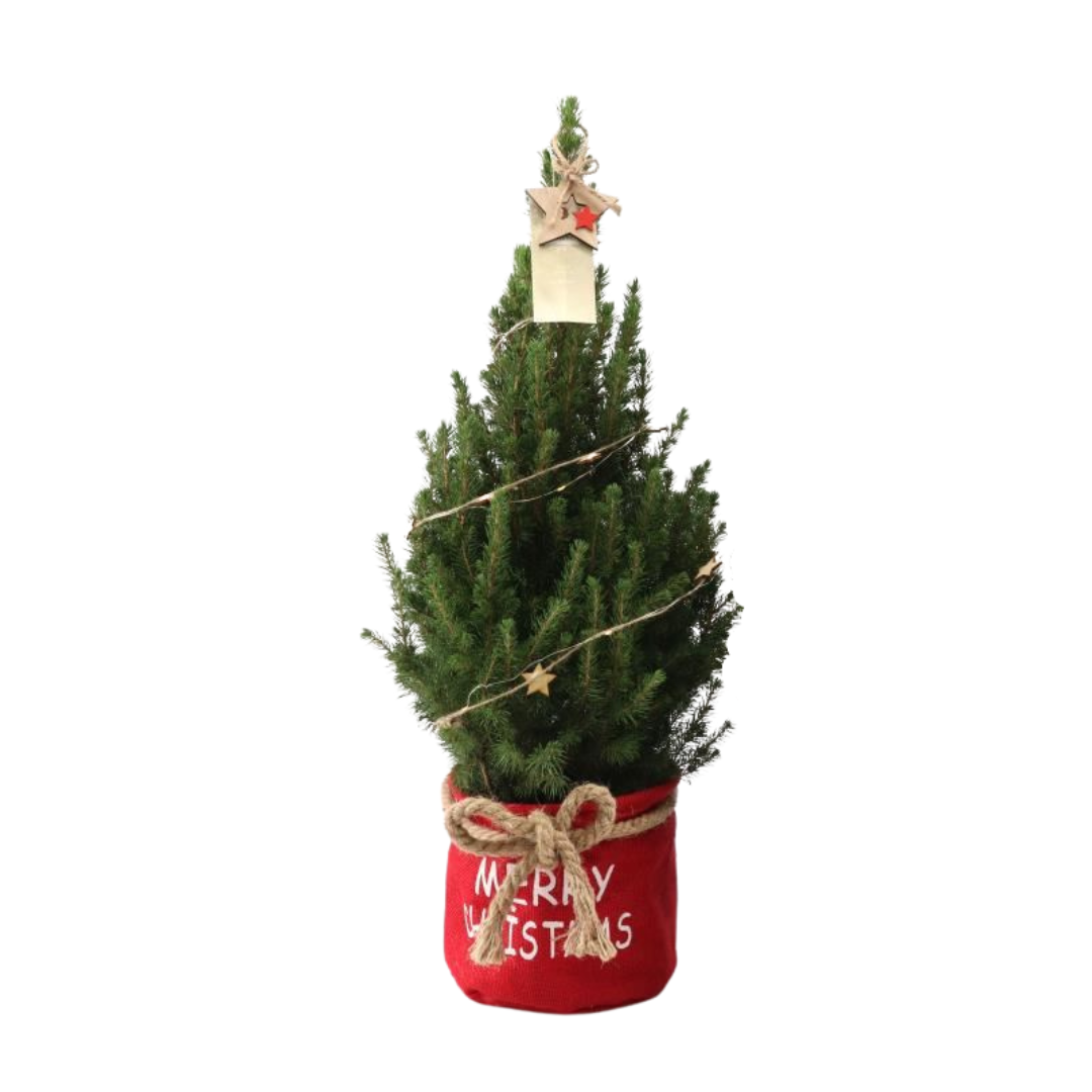 Kleiner Weihnachtsbaum in Weihnachtstopf rot - 70 cm - Picea Glauca Conica - Sternenbeleuchtung mit Batterien
